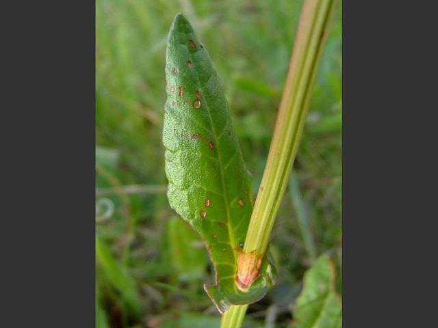 Garden sorrel، sorrel، common dock، حَماض، ترشه، حمیضه، ساق تروشک

